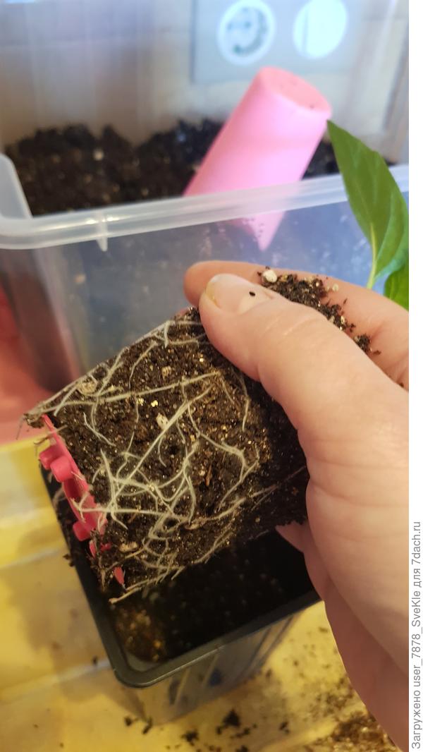 Точно, пора переваливать из 0,2 в 0,8