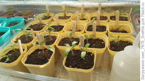 По-моему, выглядят неплохо в общей массе. Хотя экспертам видней)