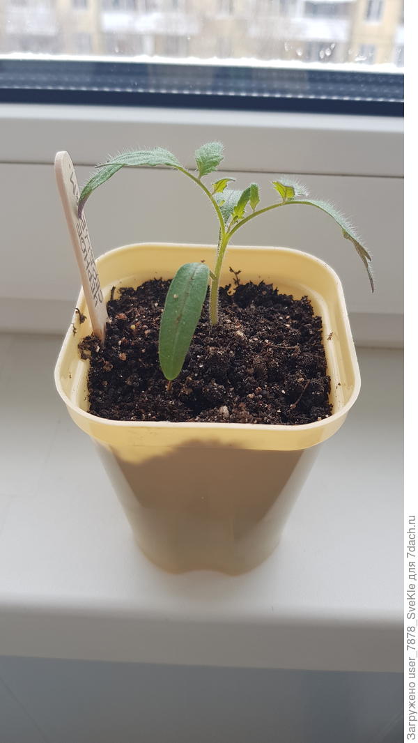 Хотя мог бы еще и в этом стаканчике посидеть недельку. Так нет же...