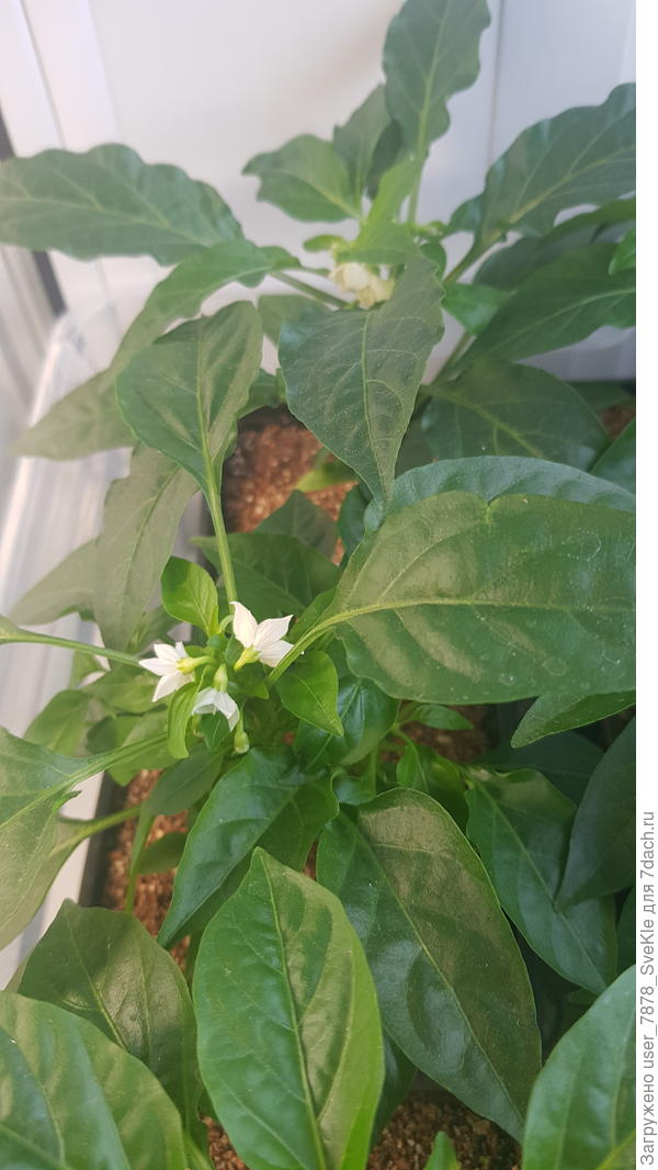 Семицветик и Медуза, к примеру)