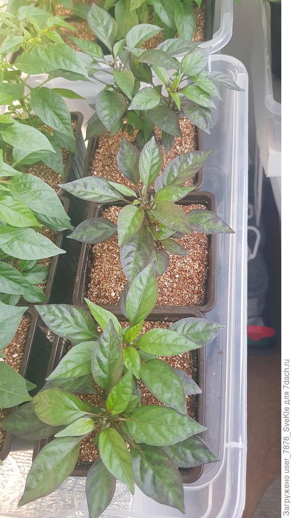 Черный жемчуг не такой пока и черный