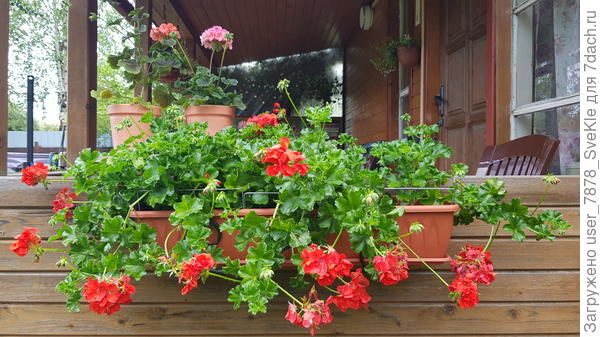 Пеларгонии