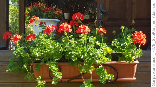 На веранде о.перцы с пеларгониями🤗