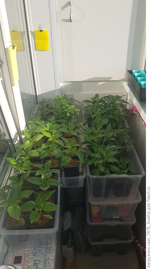 Все перцы на балконе. Сейчас солнышко поднимется)