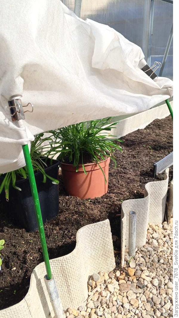 Сегодня утром. Оптимистично зеленеют!