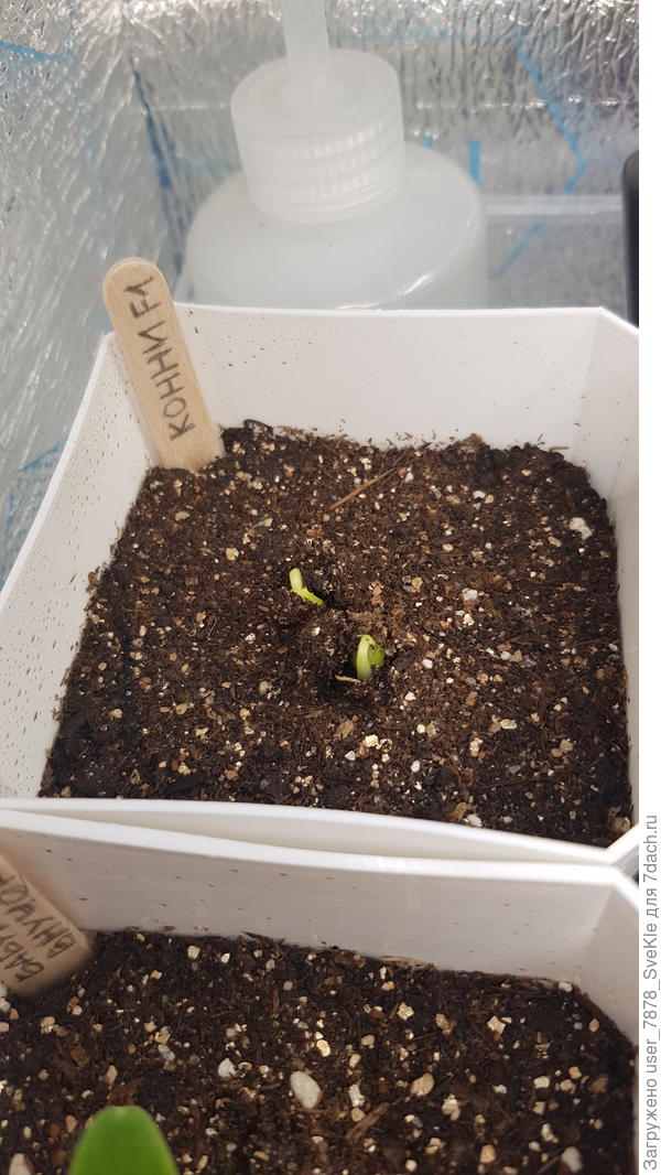 Конни ждём)