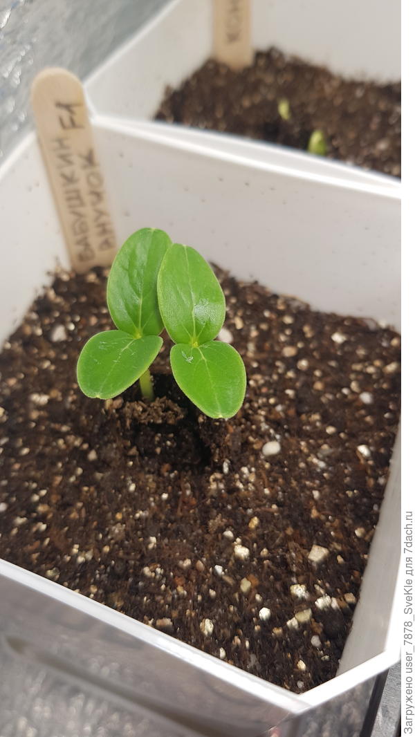 Бабушкины внучкИ