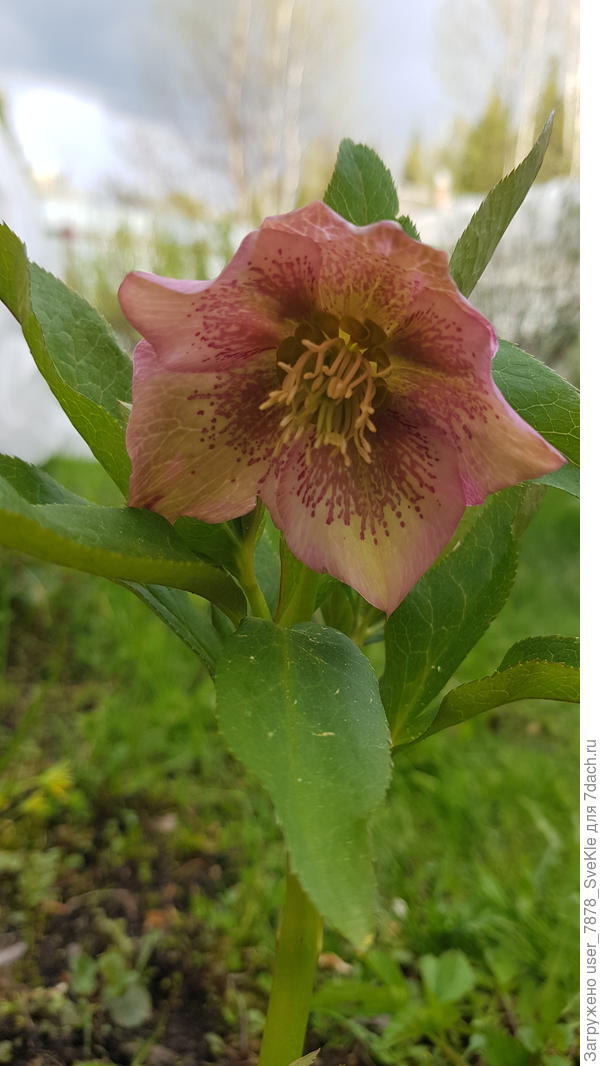 Вот у нас какой