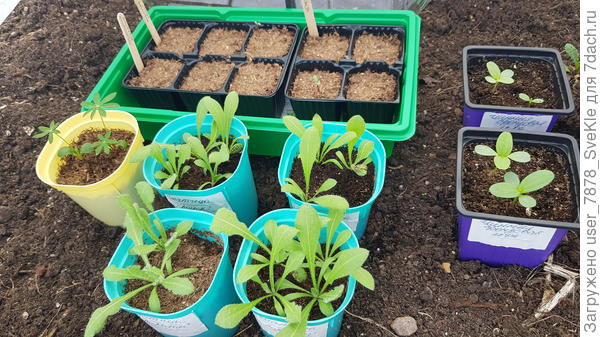 Статица, люпины и 3 или 4 бархатца (под лупой не разглядеть 🤣)