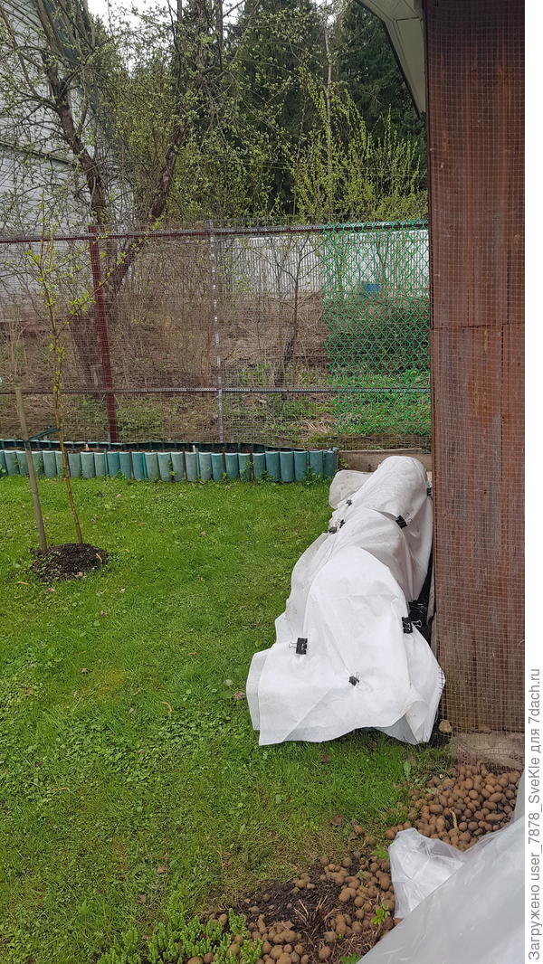 Озимая морковка взошла щеткой. Тоже прикрыли.