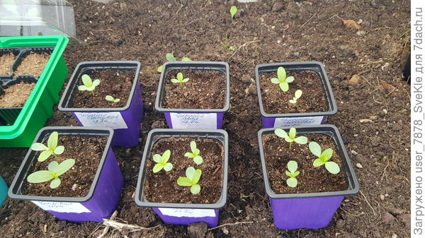 Порадовали циннии: не загнулись, а еще и настоящие листики показали