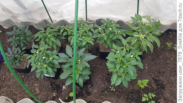 О.перчики ждут перевалки на пмж в горшки