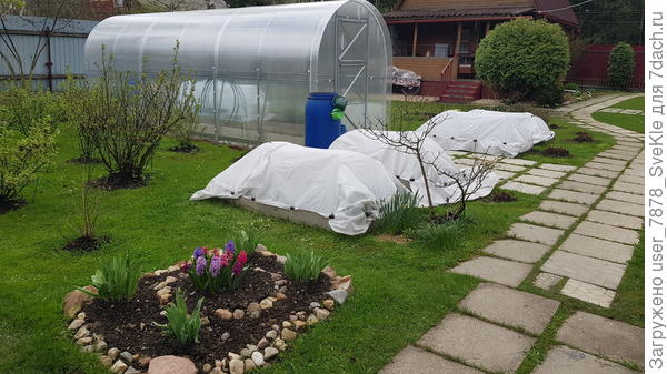 Клубника и чеснок тоже были укрыты