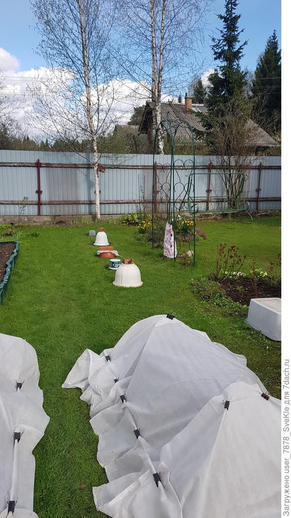 Под горшками и вазонами пионы