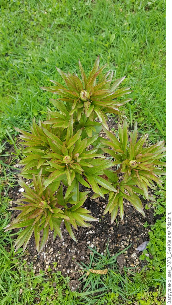 На бутонах оказались парочка пионов, что напрягло сильно