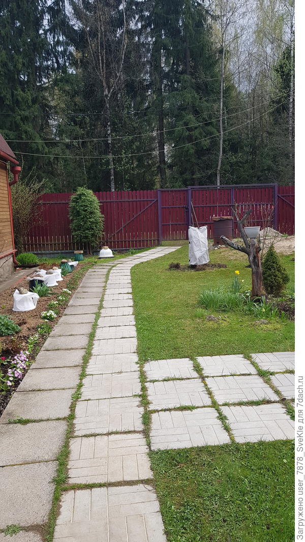 ...и лилии тоже под вазонами и горшкам