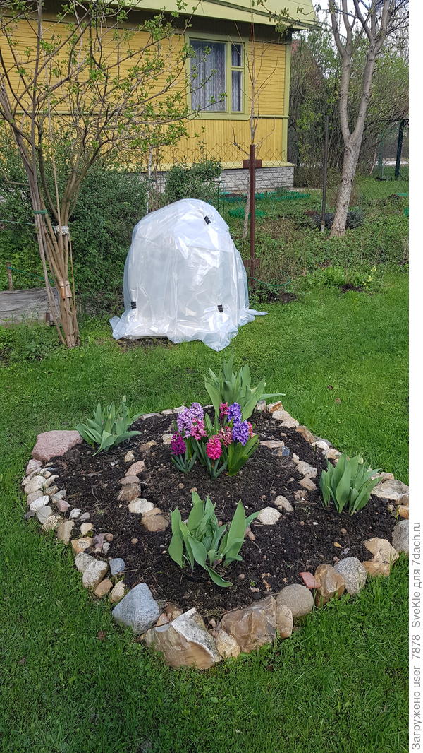 Крупнолистные горты были дополнительно сверху лутрасила укрыты пленкой.