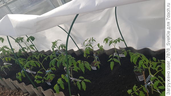 В теплице оочень тепло. Солнце прям с утра выглянуло и с 6 утра греет)