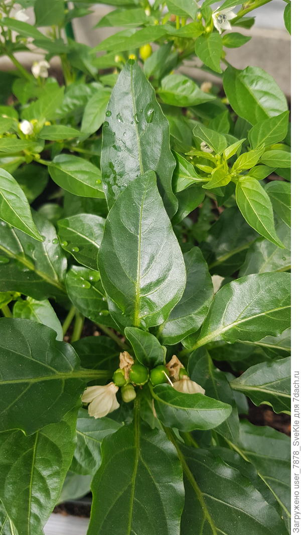 Семицветик