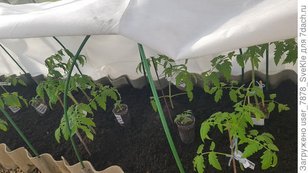 Пускай закаляются. Мы можем заботиться о них только по выходным. Им придется научится выживать.