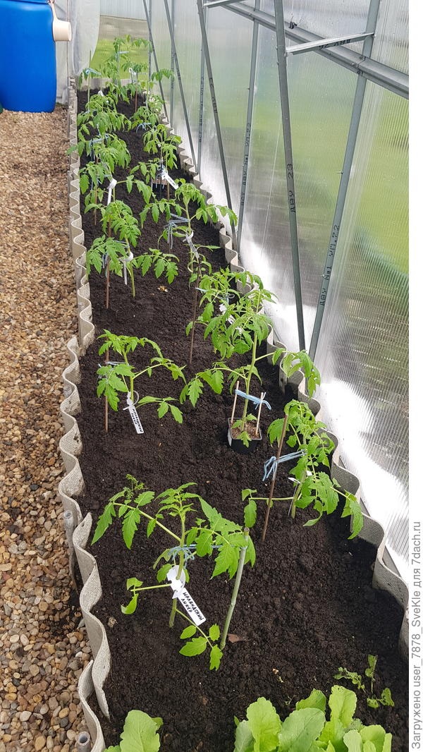 Справа по борту теплицы остатки снега