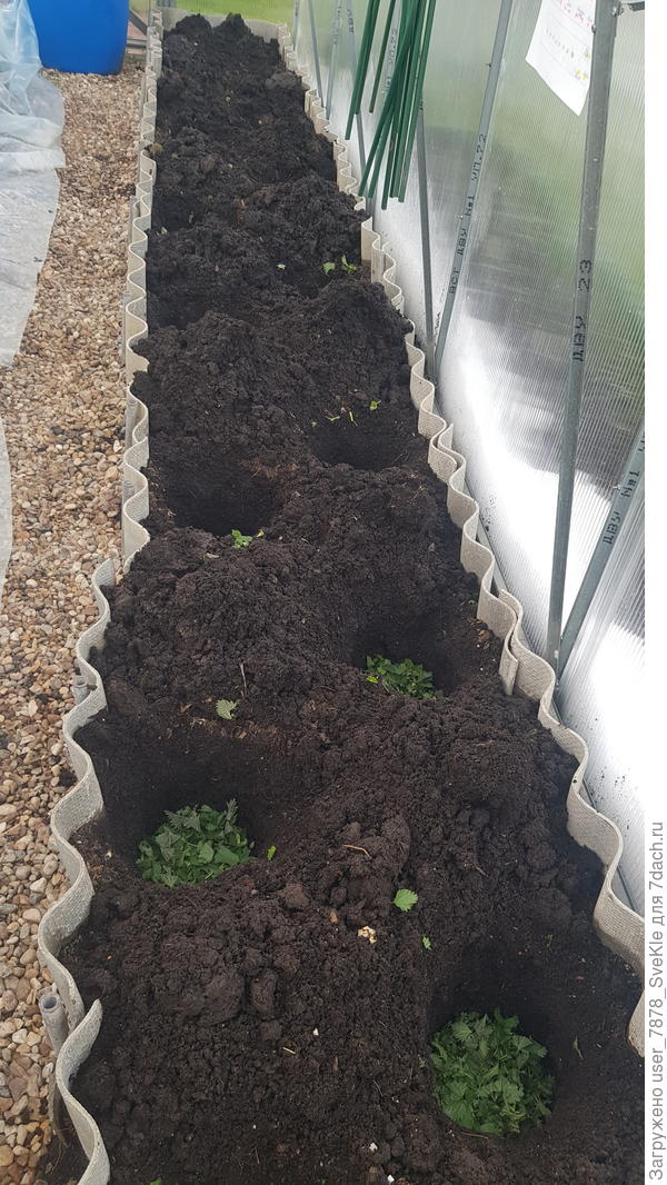 В лунках крапива