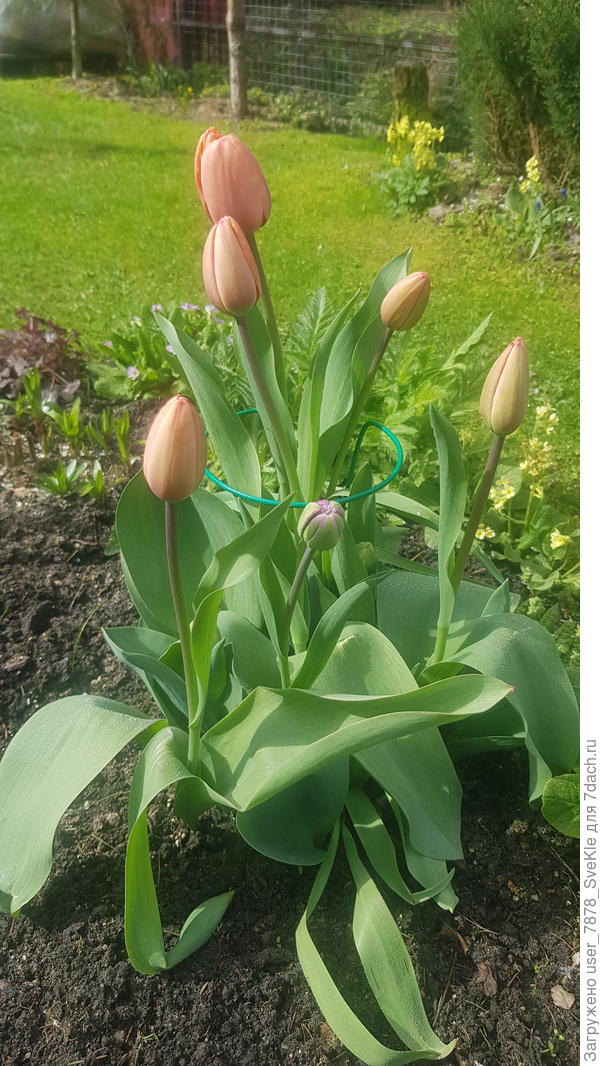 Тюльпаны поднялись