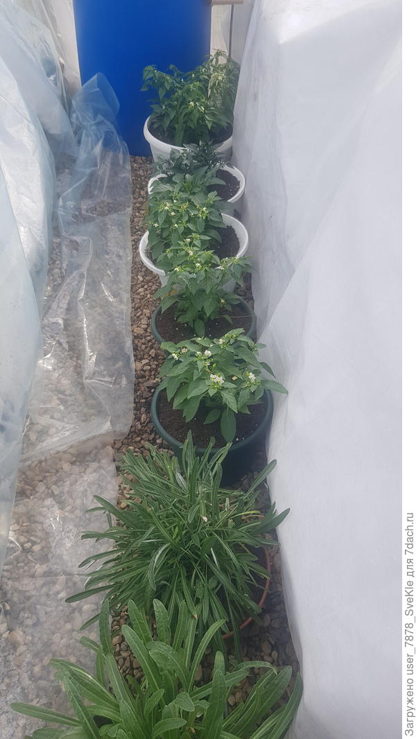 Заглянула сейчас в теплицу. Живые! Перчинки торчком вверх, отвалившихся не наблюдаю 🧐