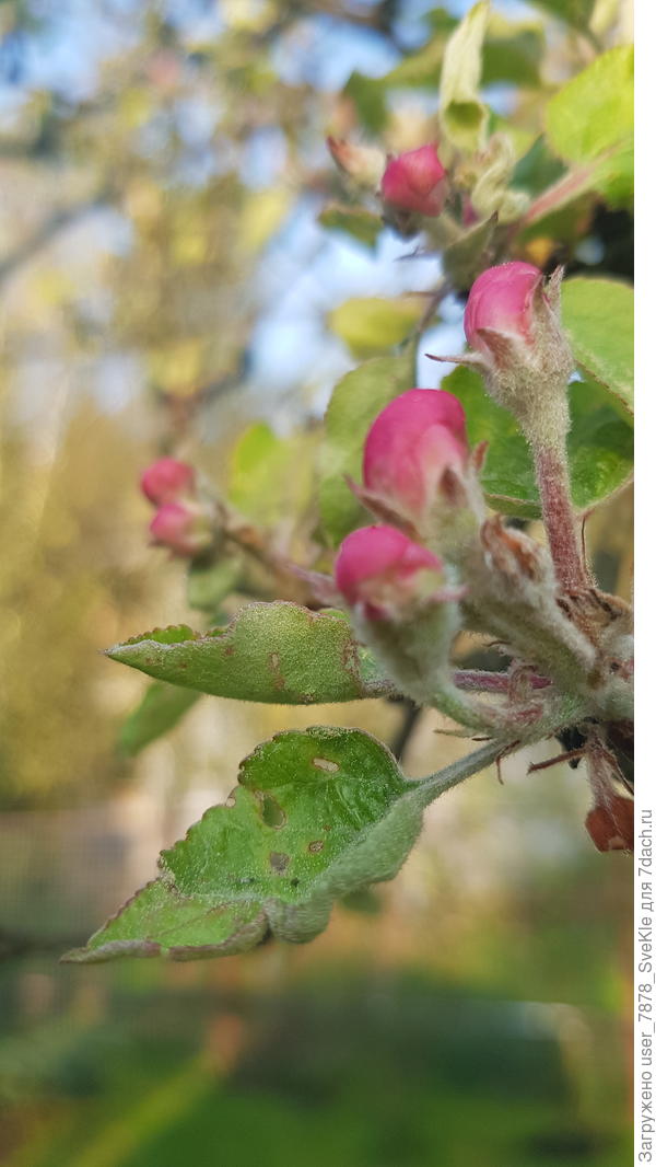 Яблони на бутонах