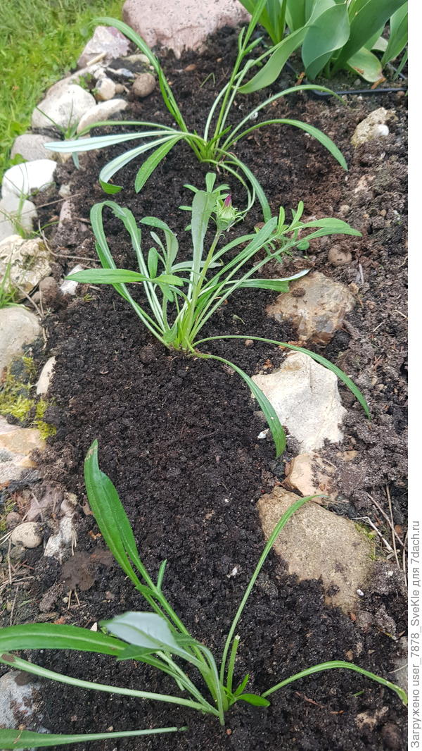 ...аж с бутоном уже)