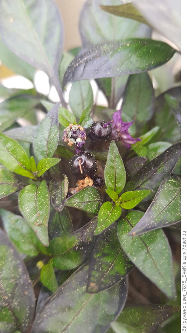 Вот первые черные жемчужины. Но мы все припорошены пыльцой) Пыльцы у нас кошмарное количество🤦‍♀️