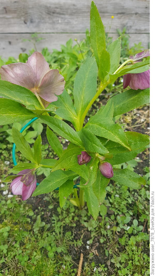 ...и малютка-морозничек впервые старается цветет)