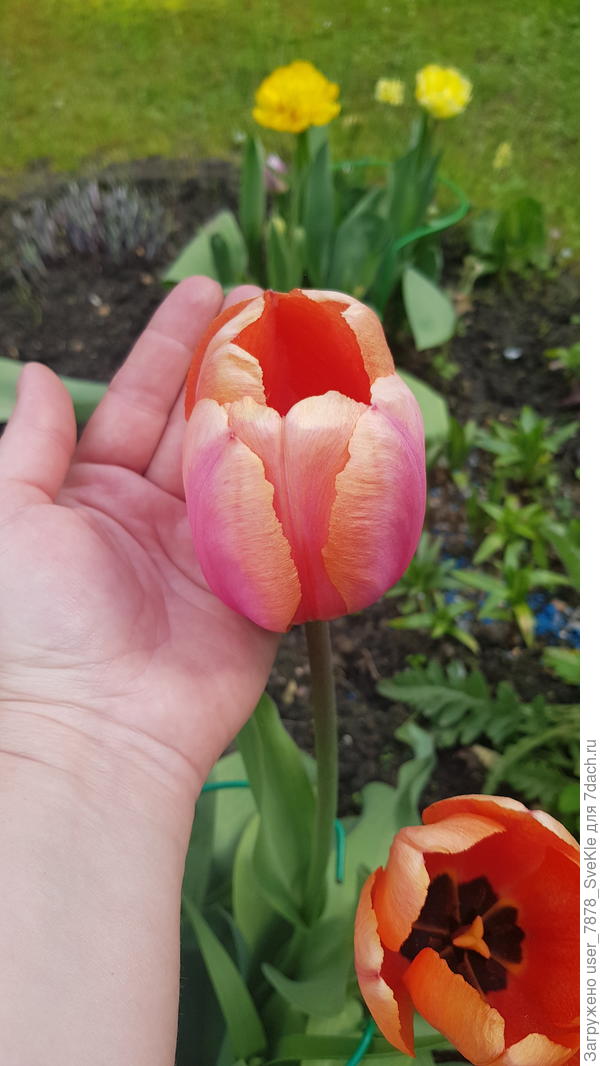 Размер этих "бокалов" впечатлил