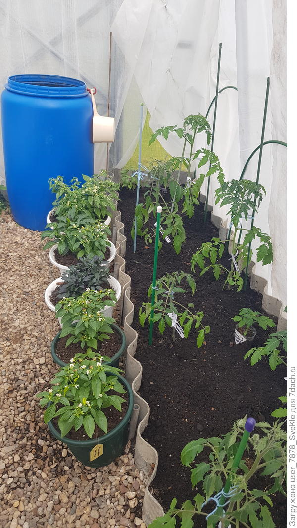 Ну, и кто из них был выше?! Трудно представить, что острячки казались конями)))