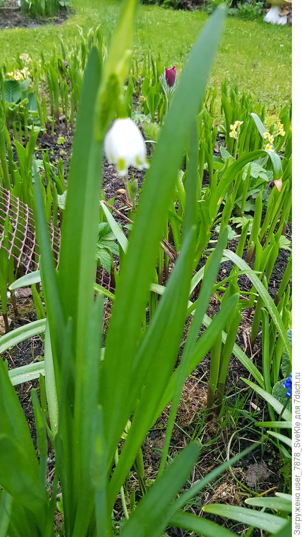 Поздний белоцветник зацвел