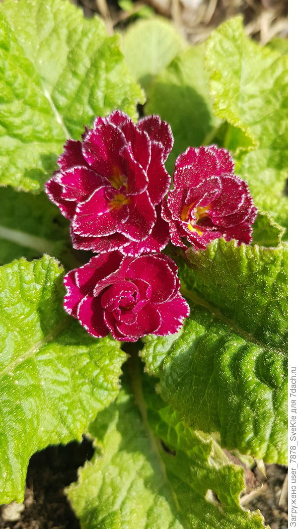 Новая махровая примула, в марте купила в Подворье