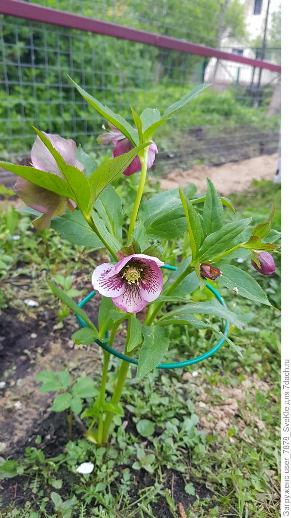 Молодой морозничек всё цветет. Впервые)