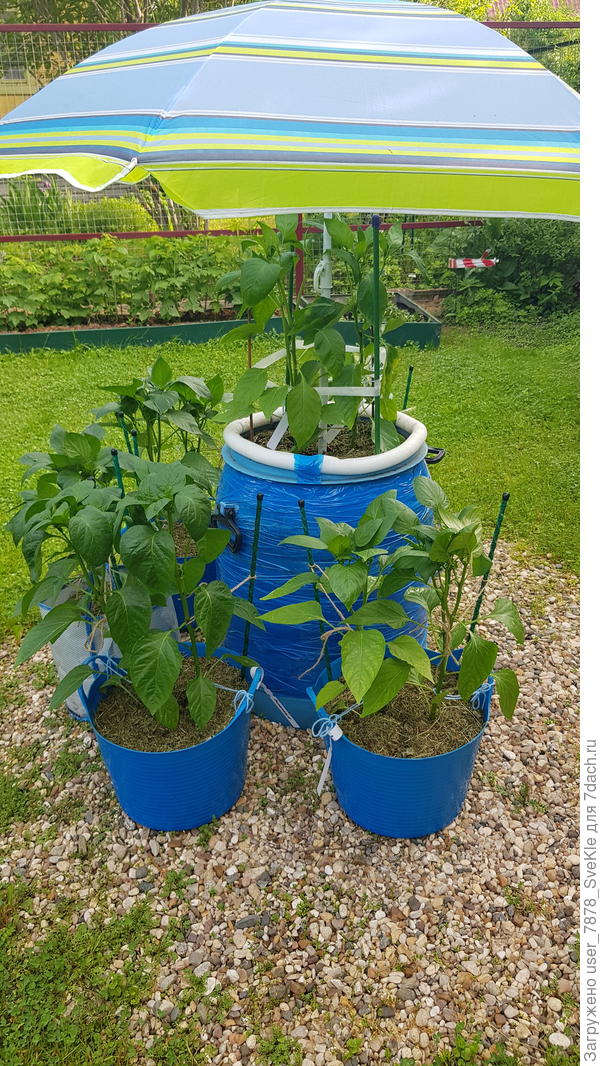 В бочке Рамиро + Палермо. В ведрах Лакомки двух цветов, Леси двух цветов и &quot;рыночный&quot;.