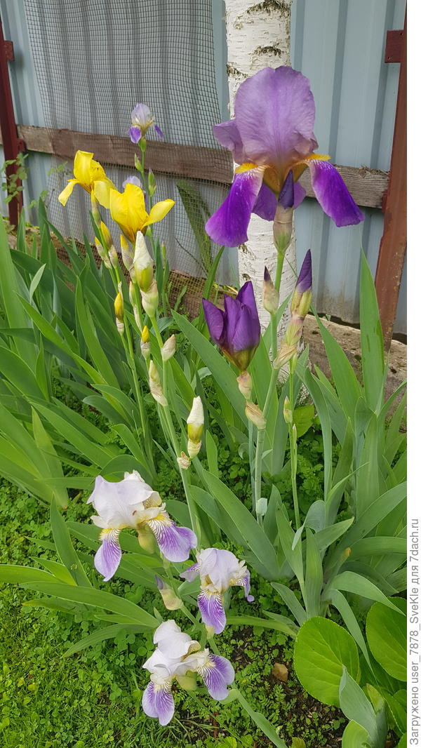 Простенькие ирисы под обычной берёзкой 😊
