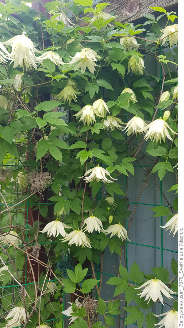 "Лемон дрим"