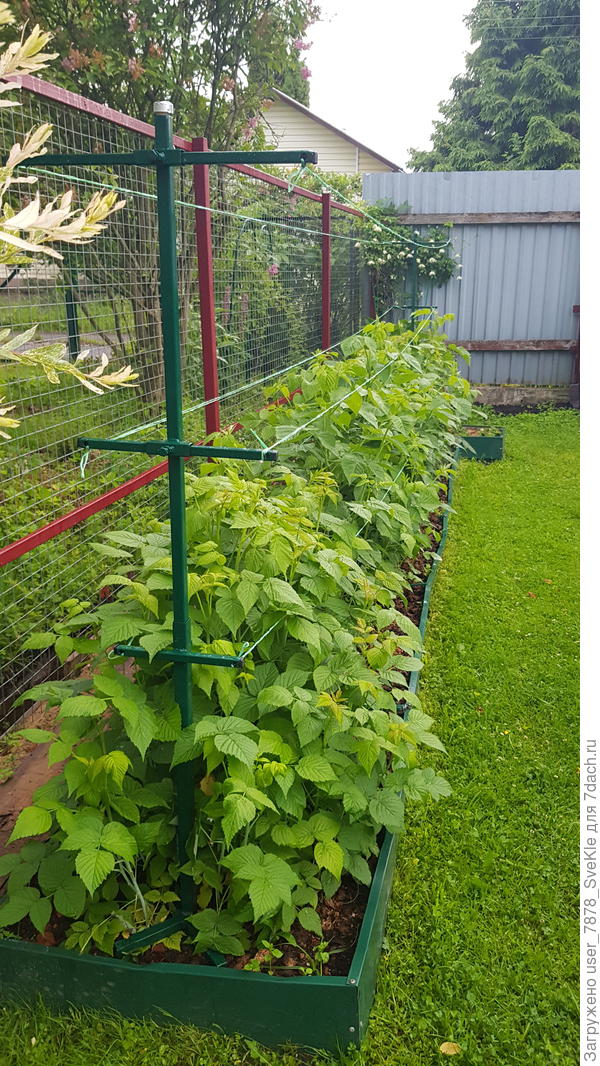 В эти праздничные выходные поставили опоры, натянули веревки, а то малина разваливаться в стороны уже начала.