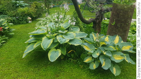 Полили хосты Бона форте для декоративнолиственных, вот они разлопушились!