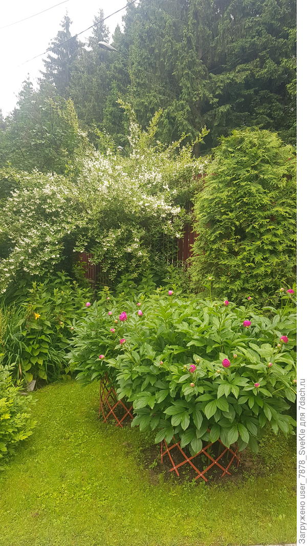 Зацветают чубушники