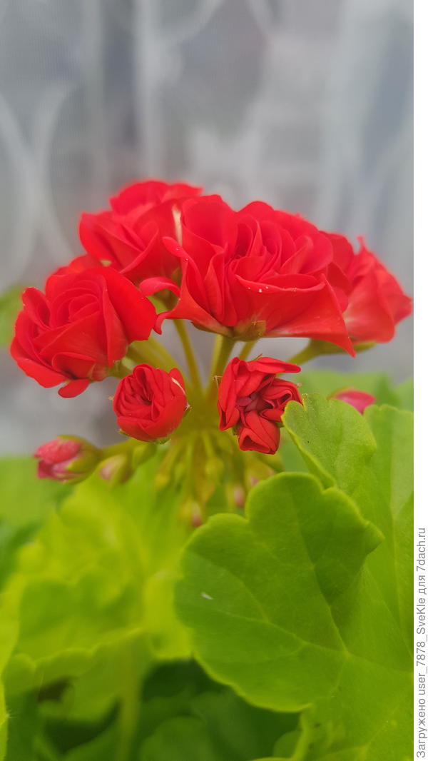 Розебудная пеларгоха