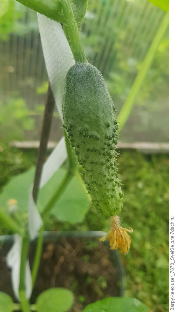 Бабушкин внучок