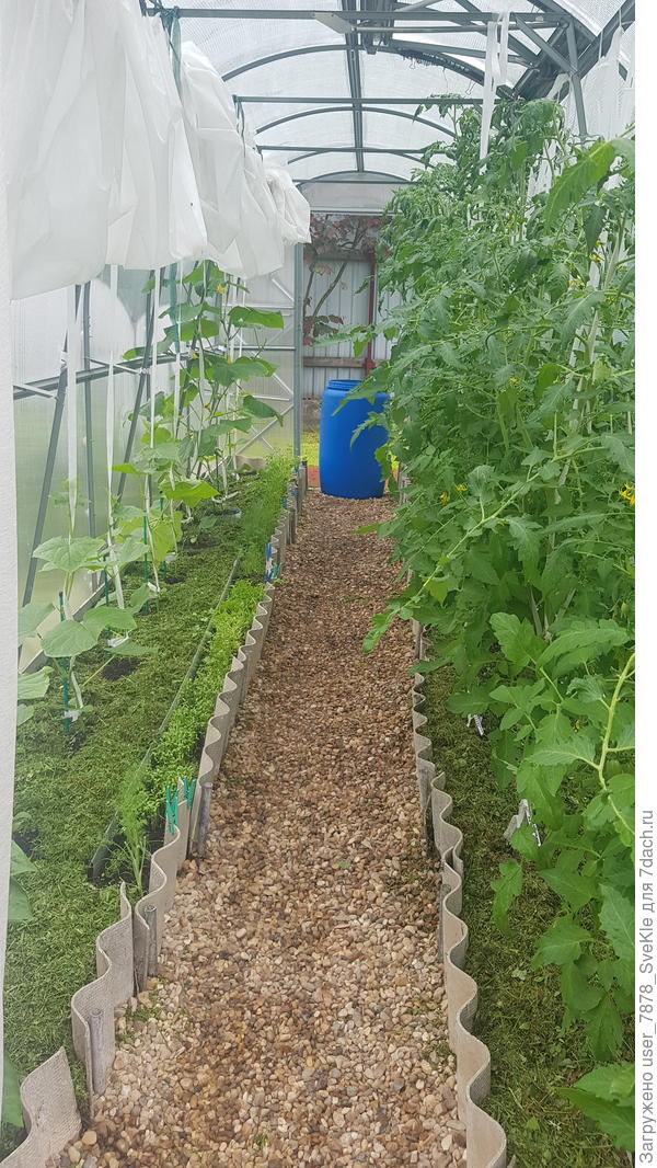 Справа томатные джунгли