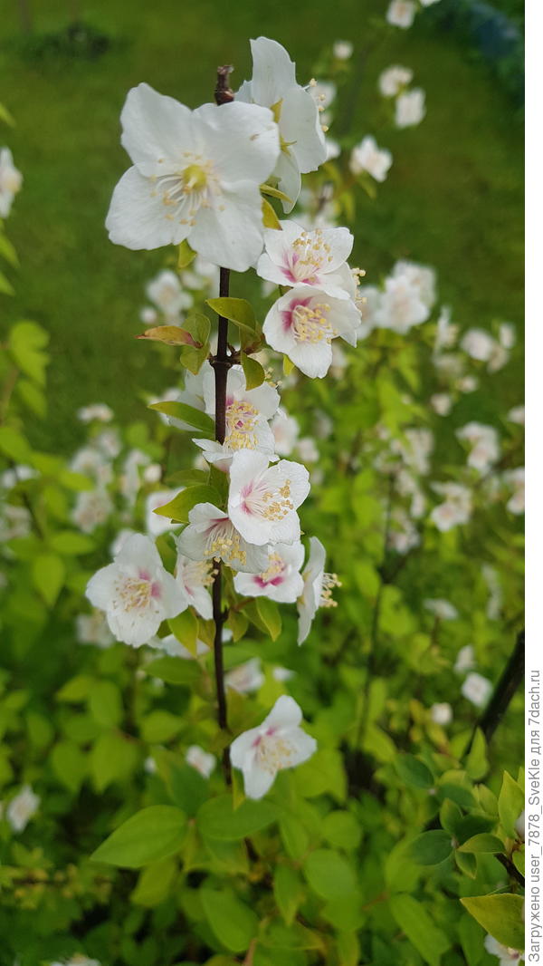 Как же Необычный пахнет земляникой!