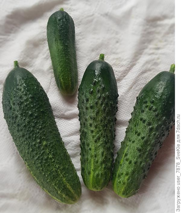 Конни и Бабушкин внучок