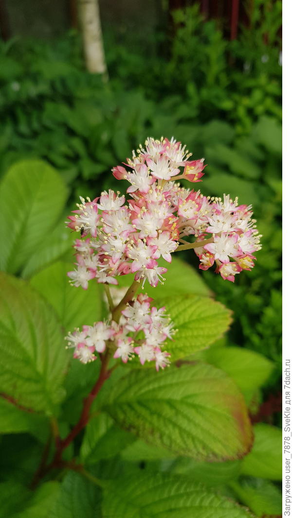 Цветение роджерсии второй раз лет за десять...