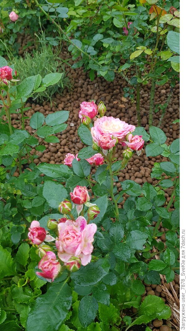 Кантри герл